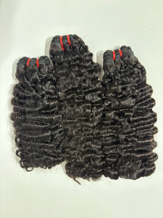 SDD BURMESE CURL